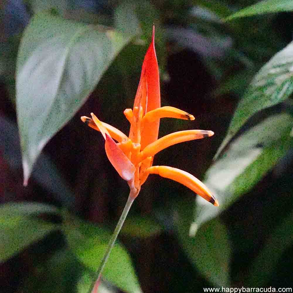 St. Lucia Flowers - Bird of Paradise