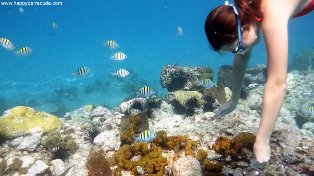 St. Lucia, Anse Chastanet Beach, underwater life