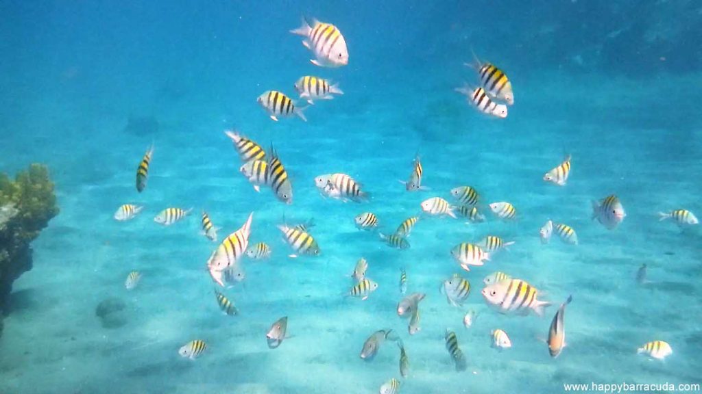 St. Lucia, Anse Chastanet Beach, snorkeling