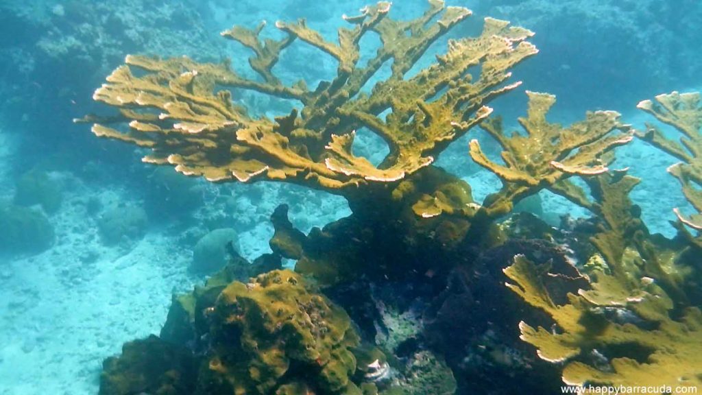 St. Lucia, Anse Chastanet Beach snorkeling