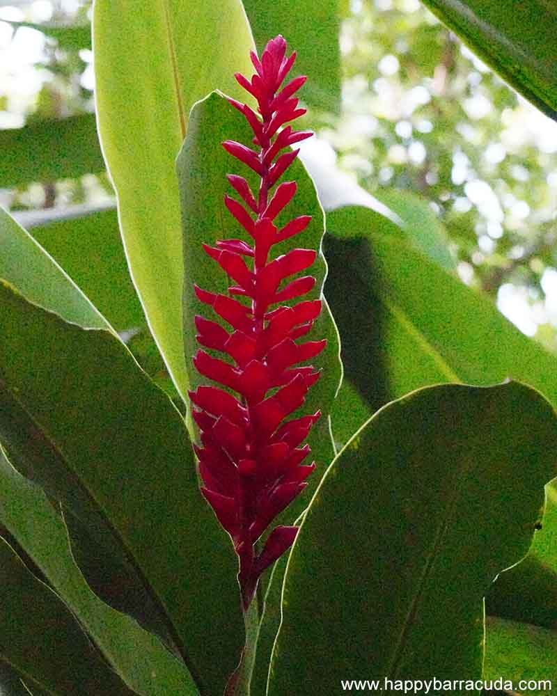 Saint Lucia flower Ginger Lily