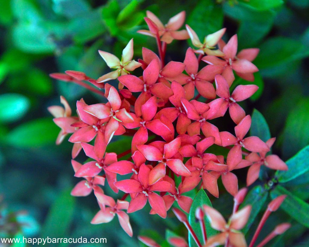 Ixora